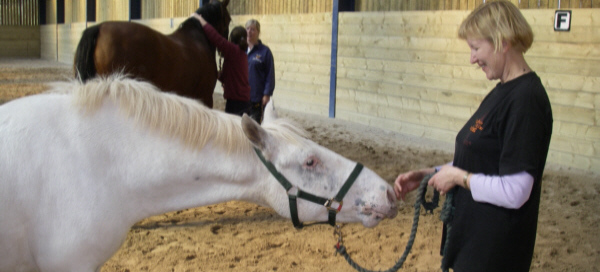 Equine massage