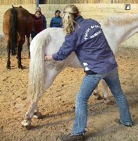 Horse massage