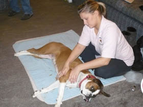 Canine Massage In Surrey